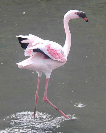 Pretty Lesser flamingo