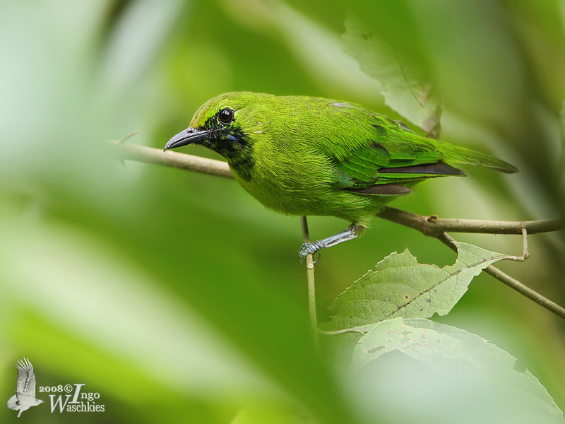 Lesser green leafbird