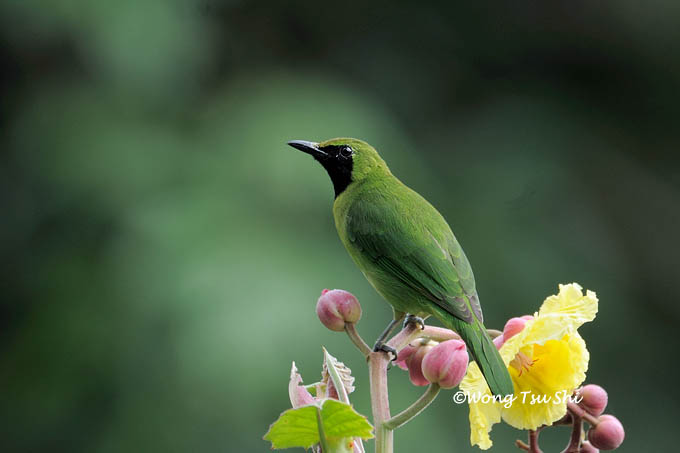 Pretty Lesser green leafbird