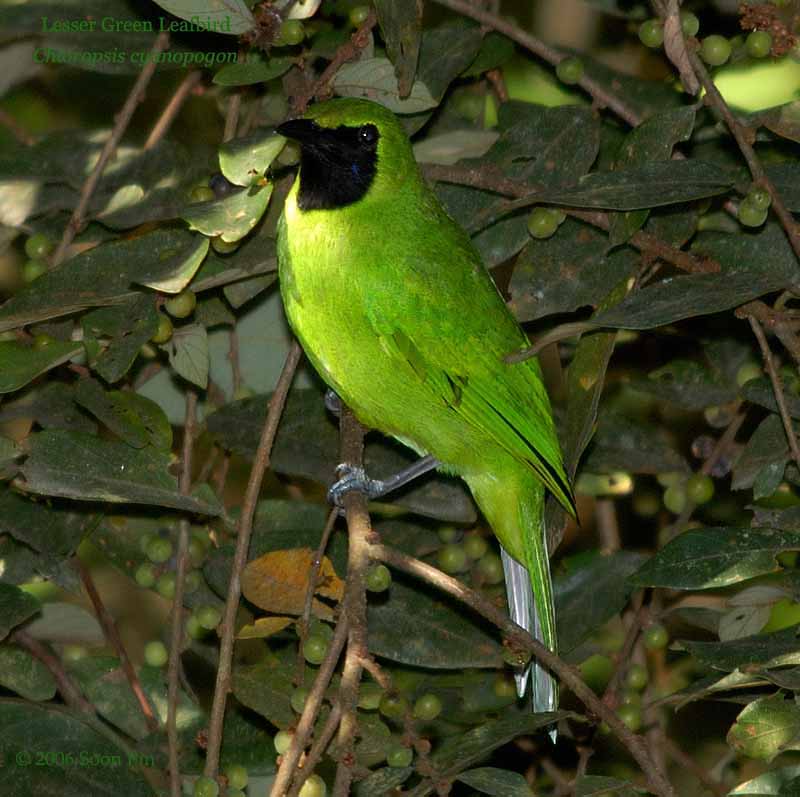 Pretty Lesser green leafbird