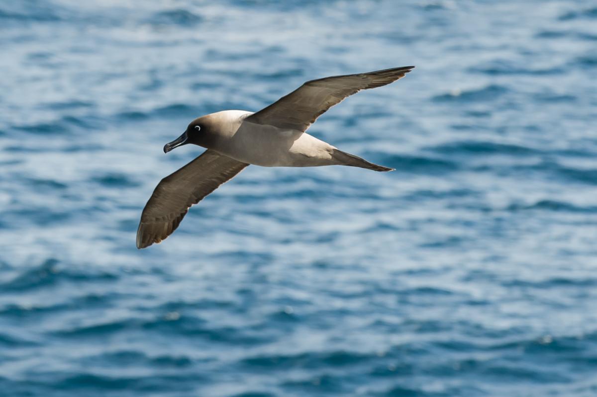 Pretty Light-mantled albatross