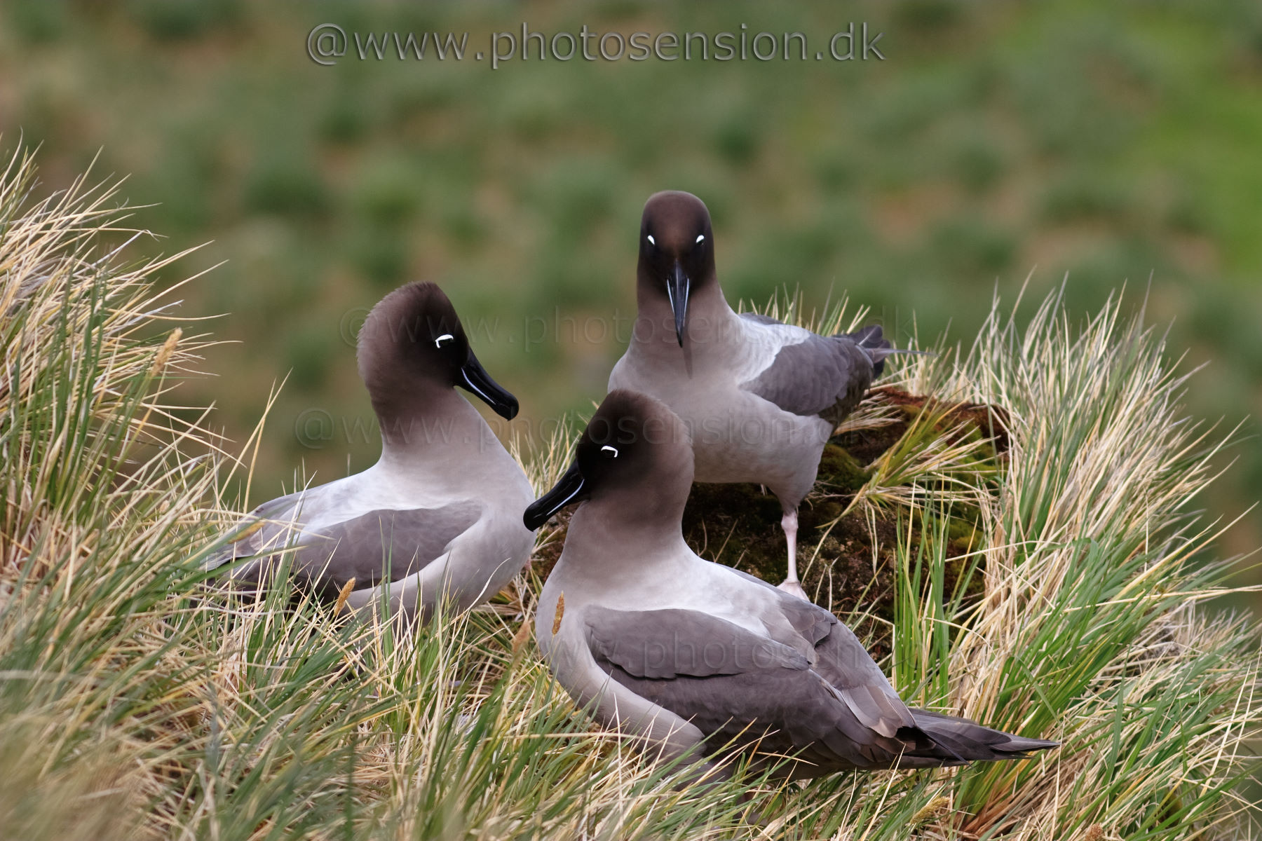 Pretty Light-mantled albatross
