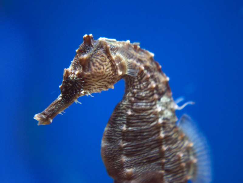 Pretty Lined seahorse