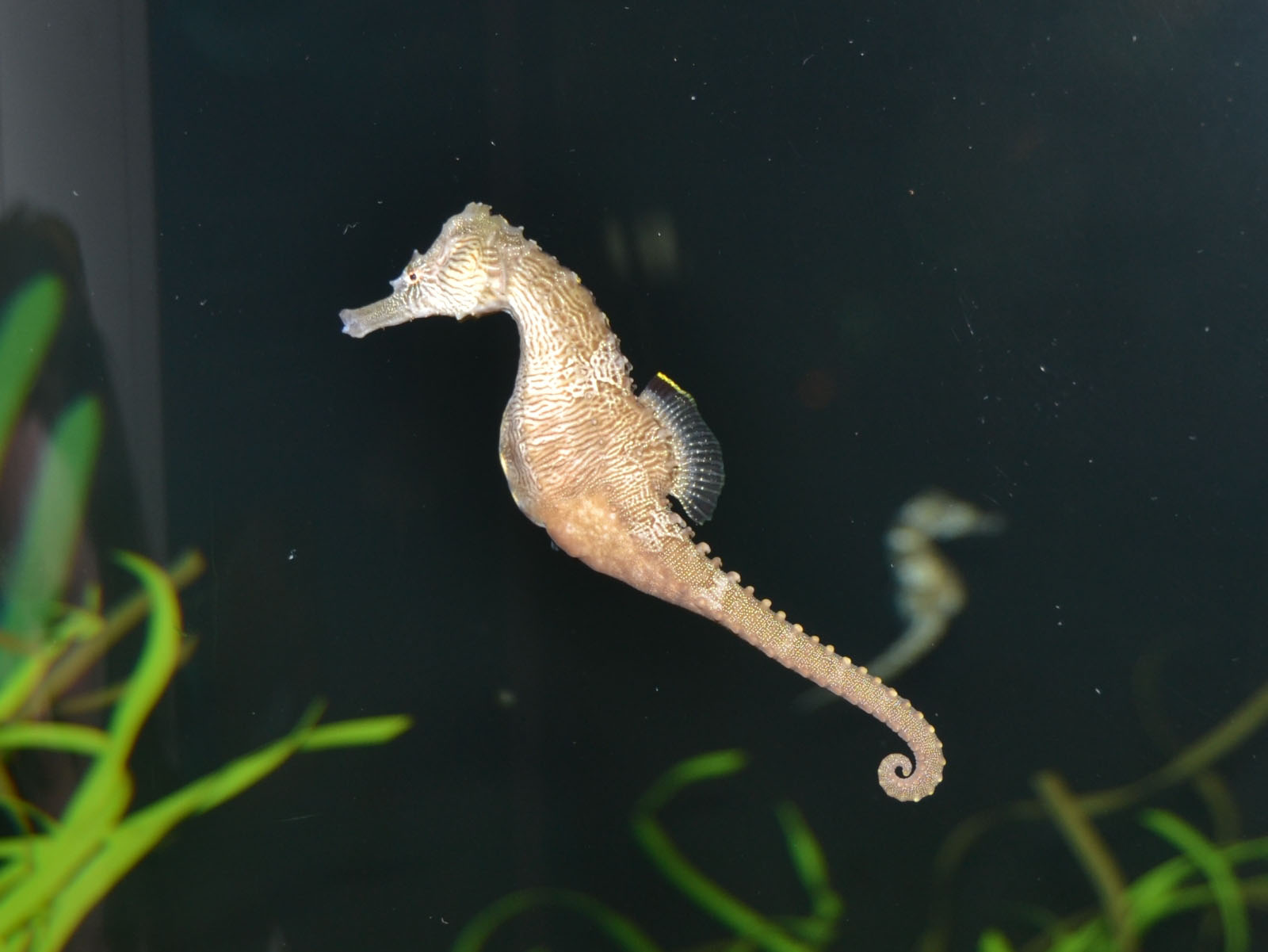 Pretty Lined seahorse