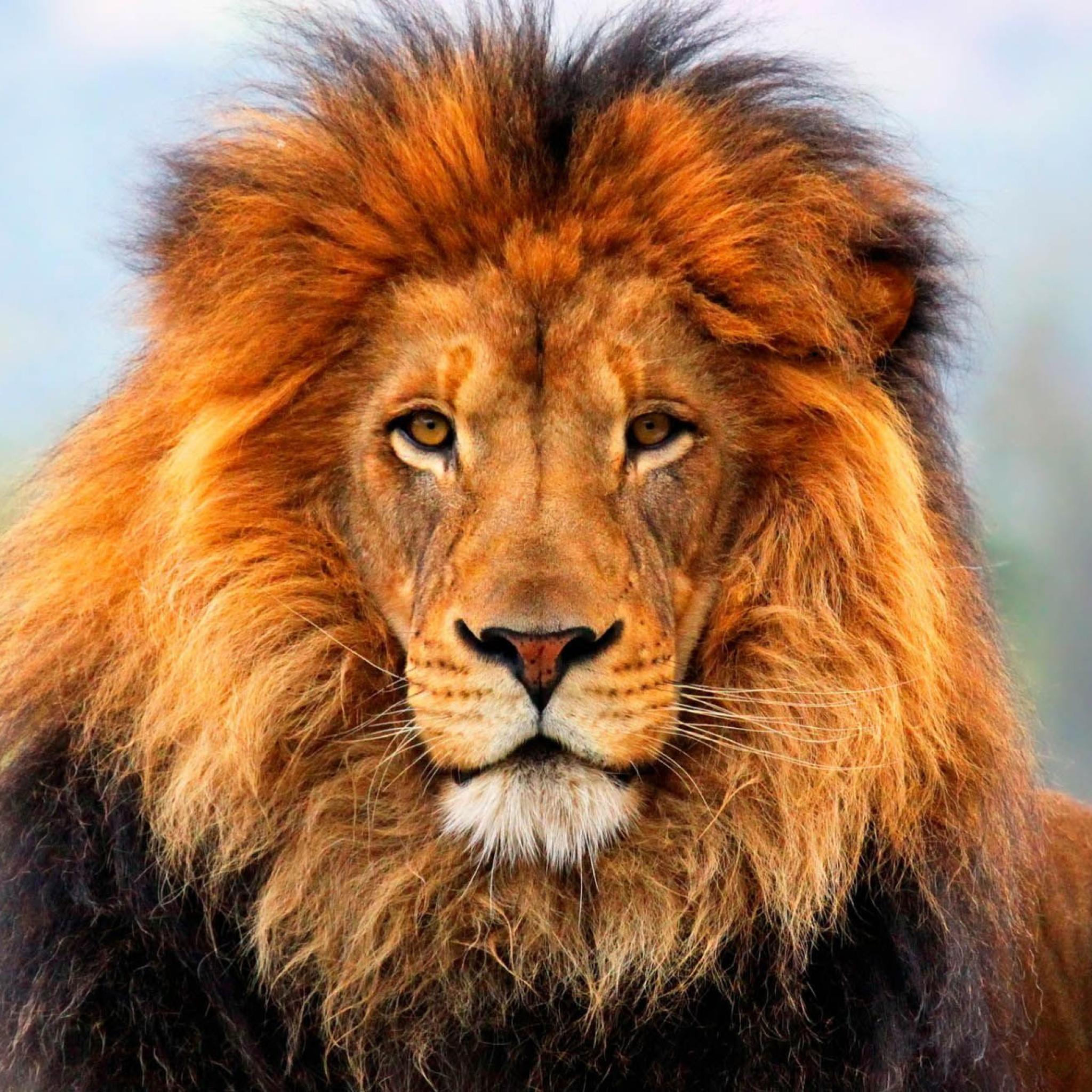 How closely related is a domestic cat to a lion?