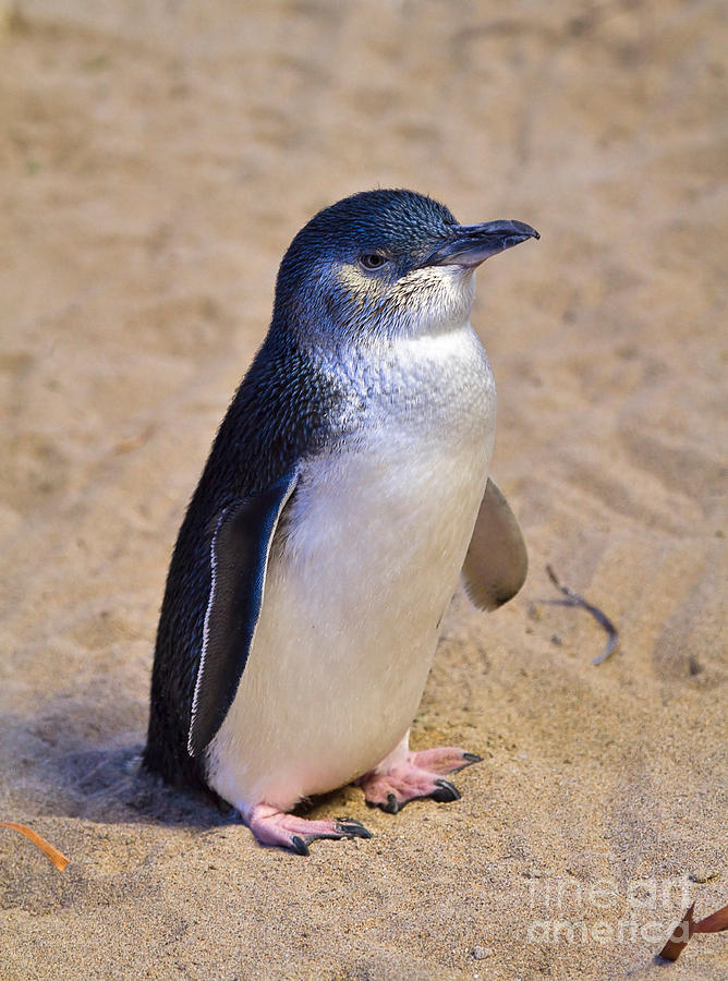Pretty Little penguin