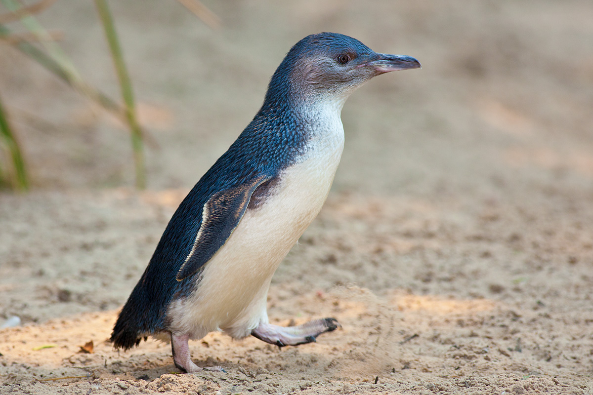 Pretty Little penguin