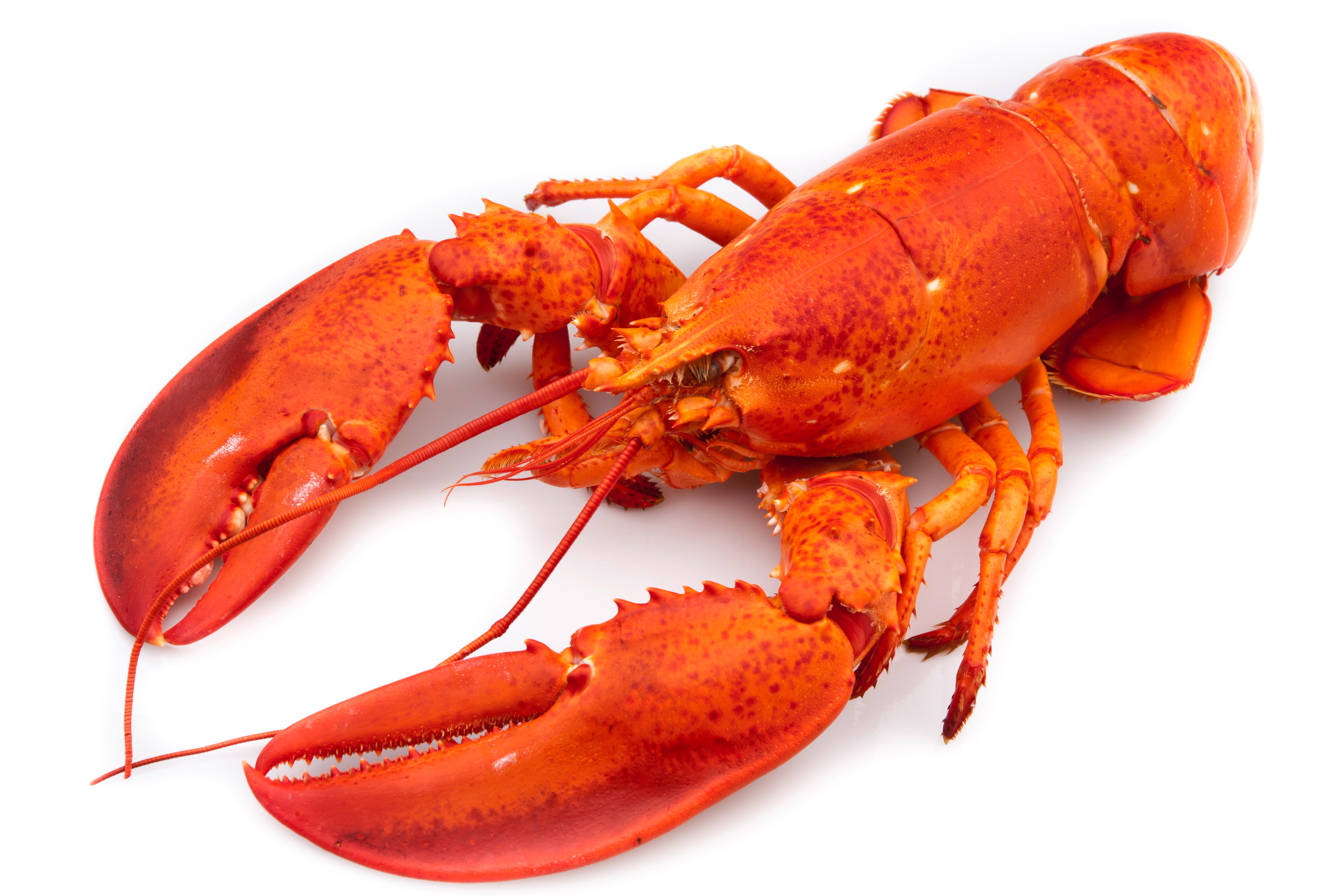 Pretty Lobster