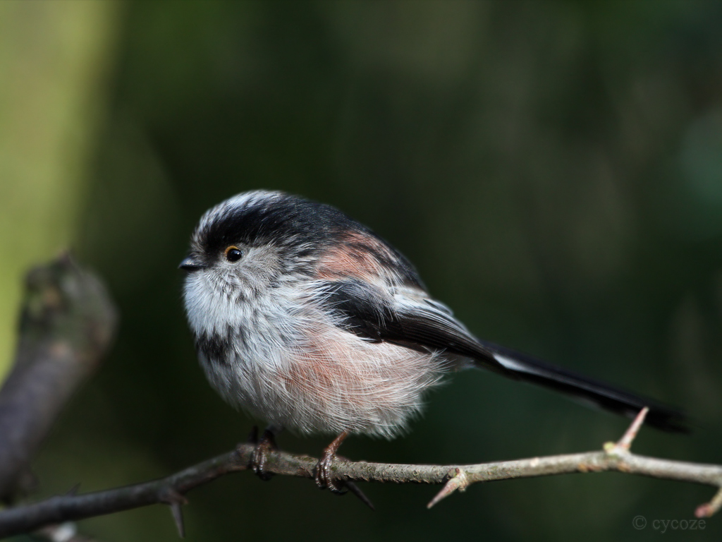 Pretty Long-tailed tit