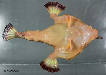 Pretty Longnose batfish