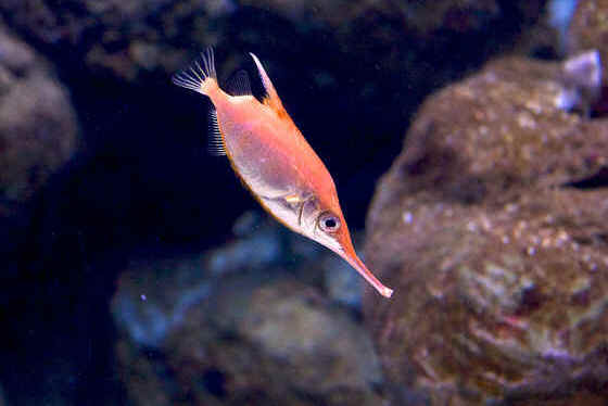Pretty Longspine snipefish