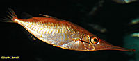 Pretty Longspine snipefish