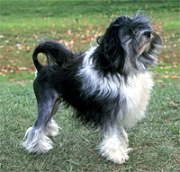Lowchen - Dog Breed