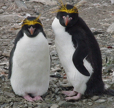 Cute Macaroni Penguins Diet