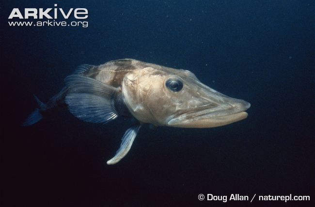 Mackerel icefish