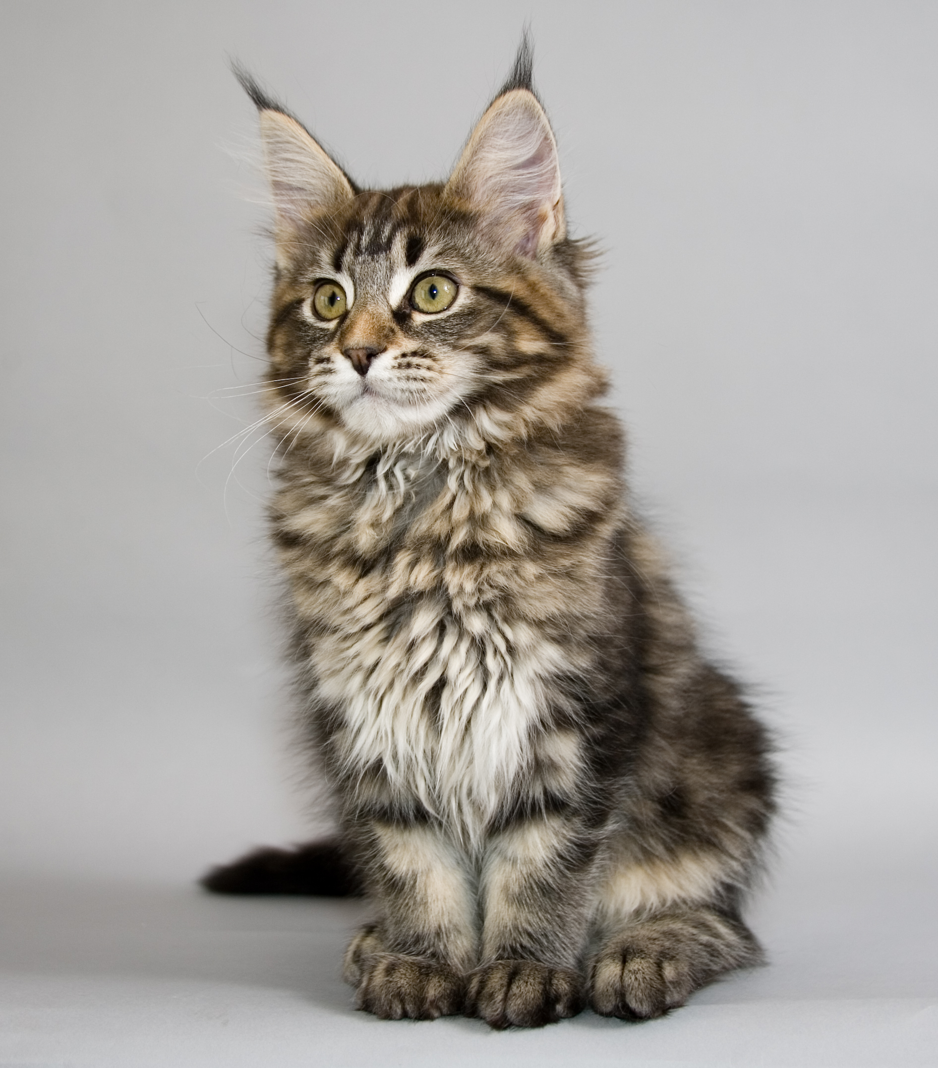 Nice Maine Coon - Cat Breed