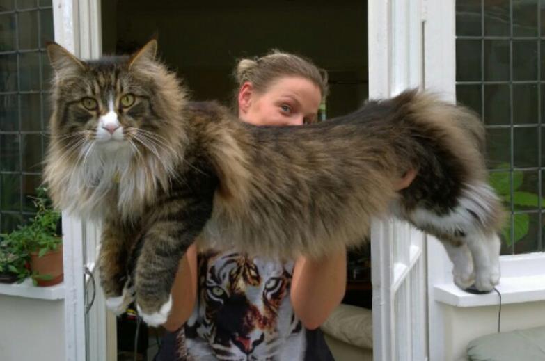 Cool Maine Coon - Cat Breed