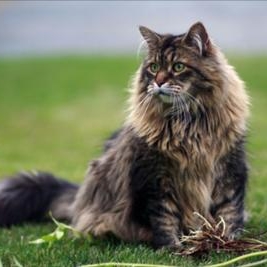 Wallpaper Maine Coon - Cat Breed