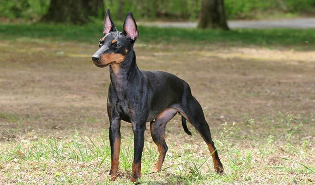 Nice Manchester Terrier - Dog Breed