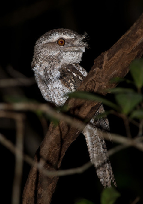 Pretty Marbled frogmouth