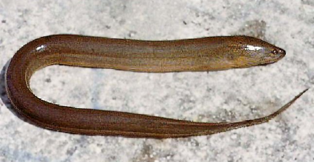 Marbled swamp eel