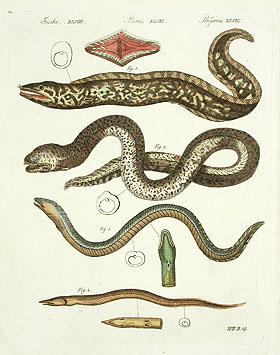 Pretty Marbled swamp eel