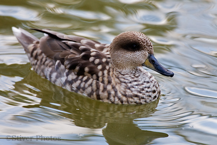 Pretty Marbled teal