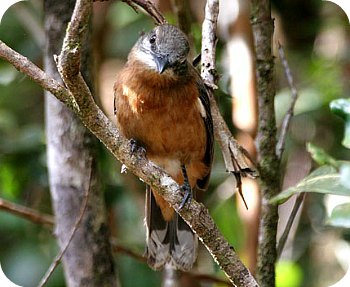 Pretty Mauritius cuckoo-shrike