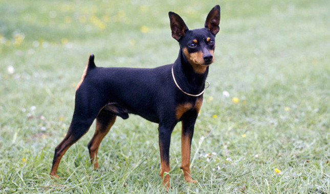 Photo Miniature Pinscher - Dog Breed