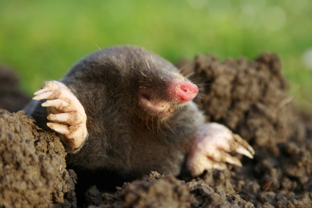 Cute Mole