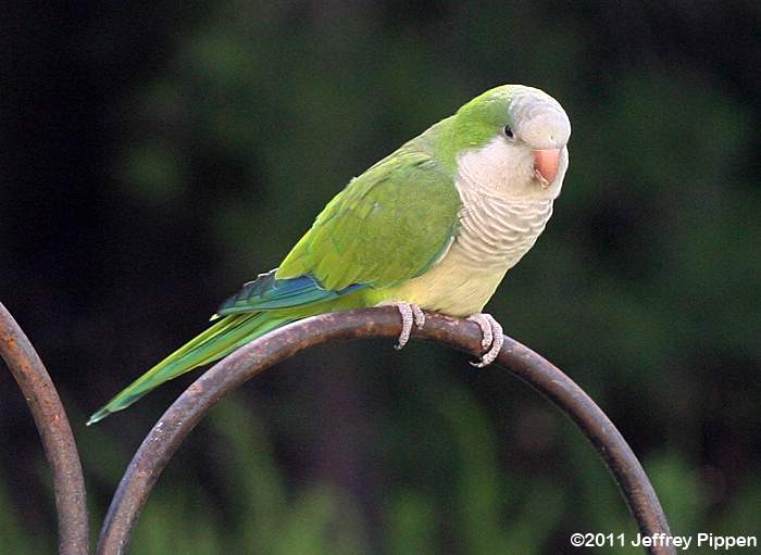 Pretty Monk parakeet