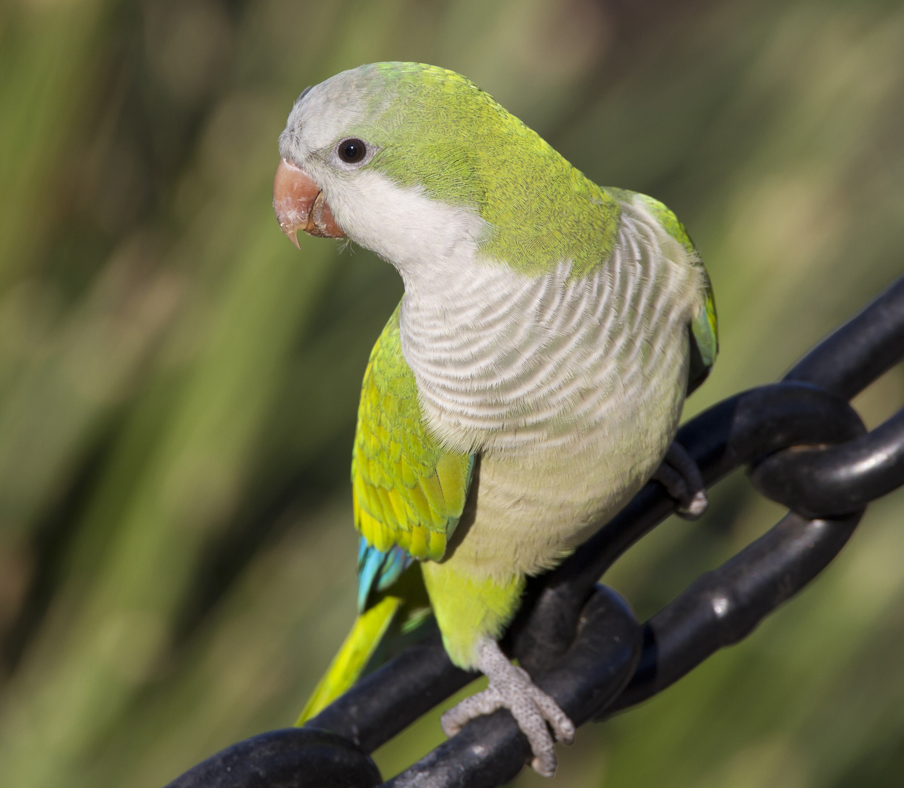Pretty Monk parakeet