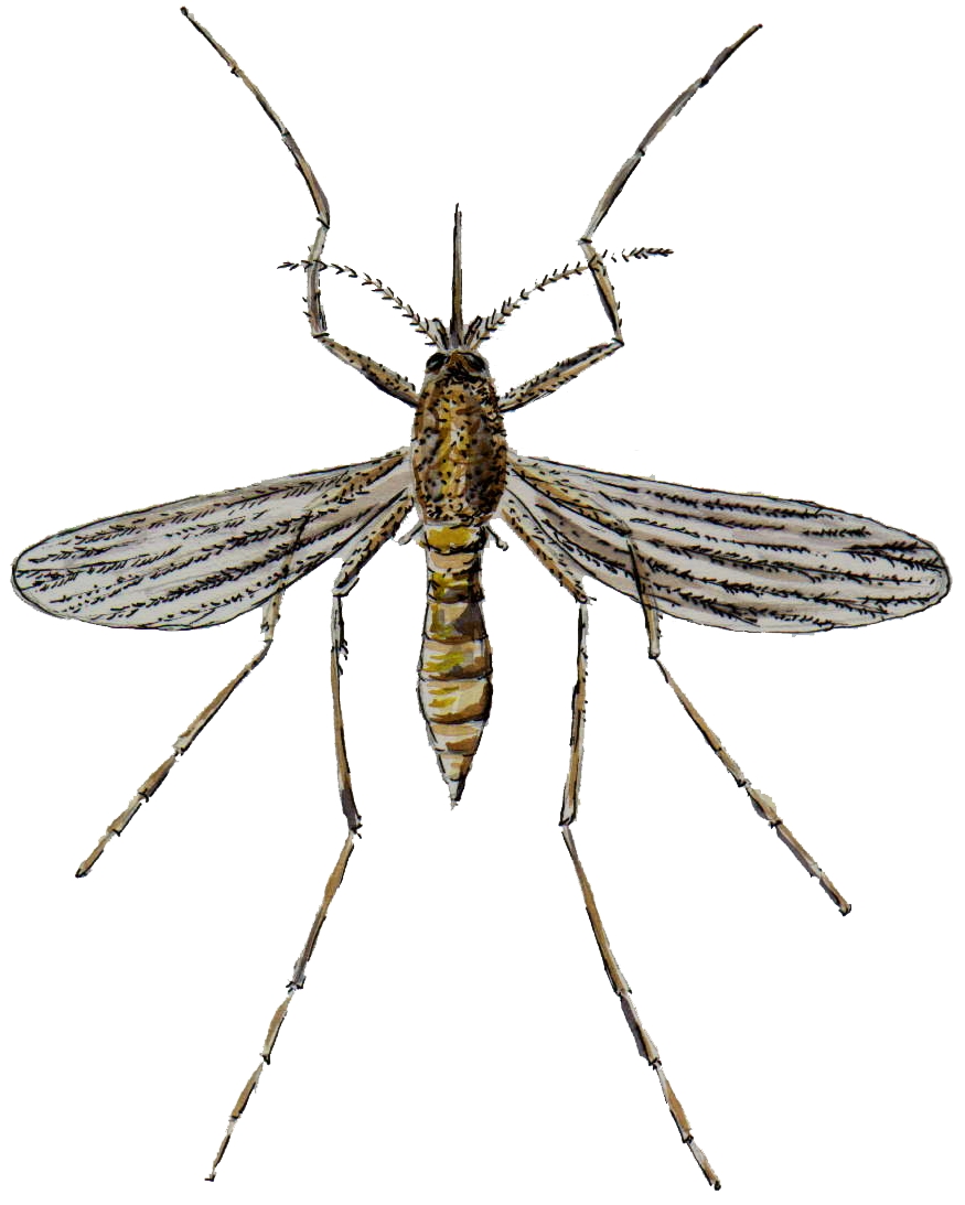 Wallpaper Mosquito