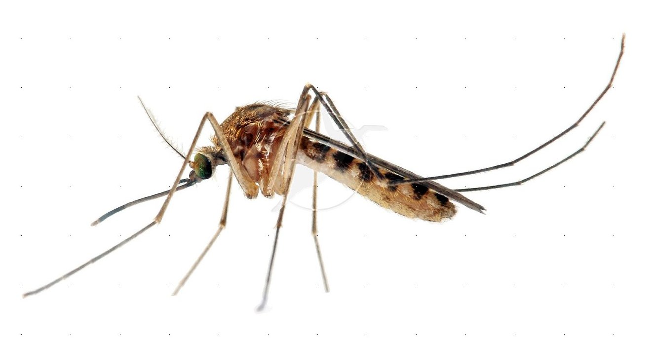 Mosquito photo 
