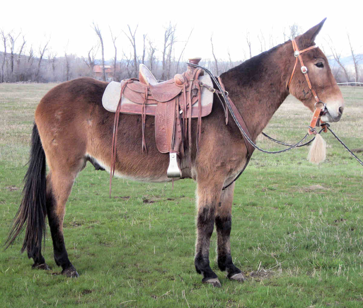 Nice Mule