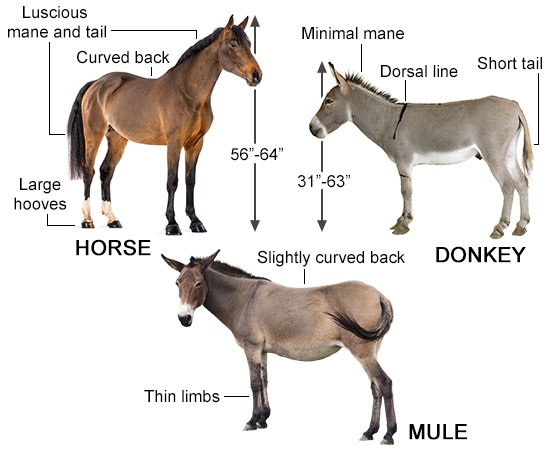Cool Mule