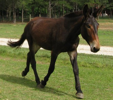 Cute Mule