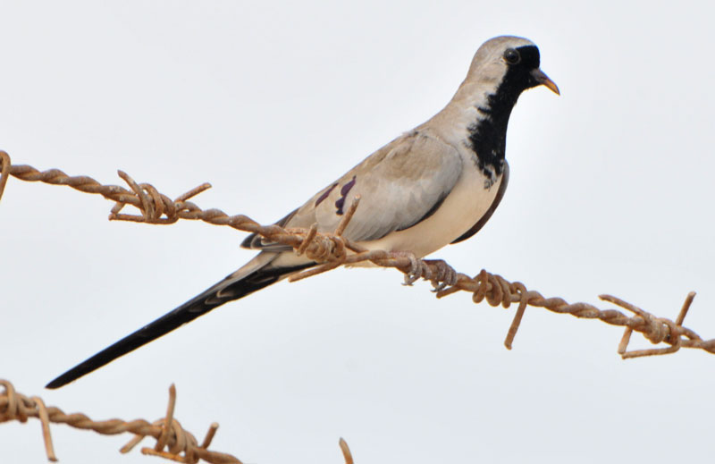 Pretty Namaqua dove