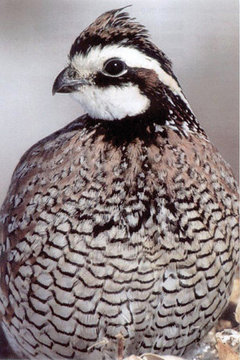 Northern bobwhite quail