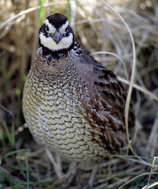 Pretty Northern bobwhite quail