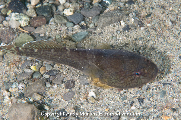 Pretty Northern clingfish