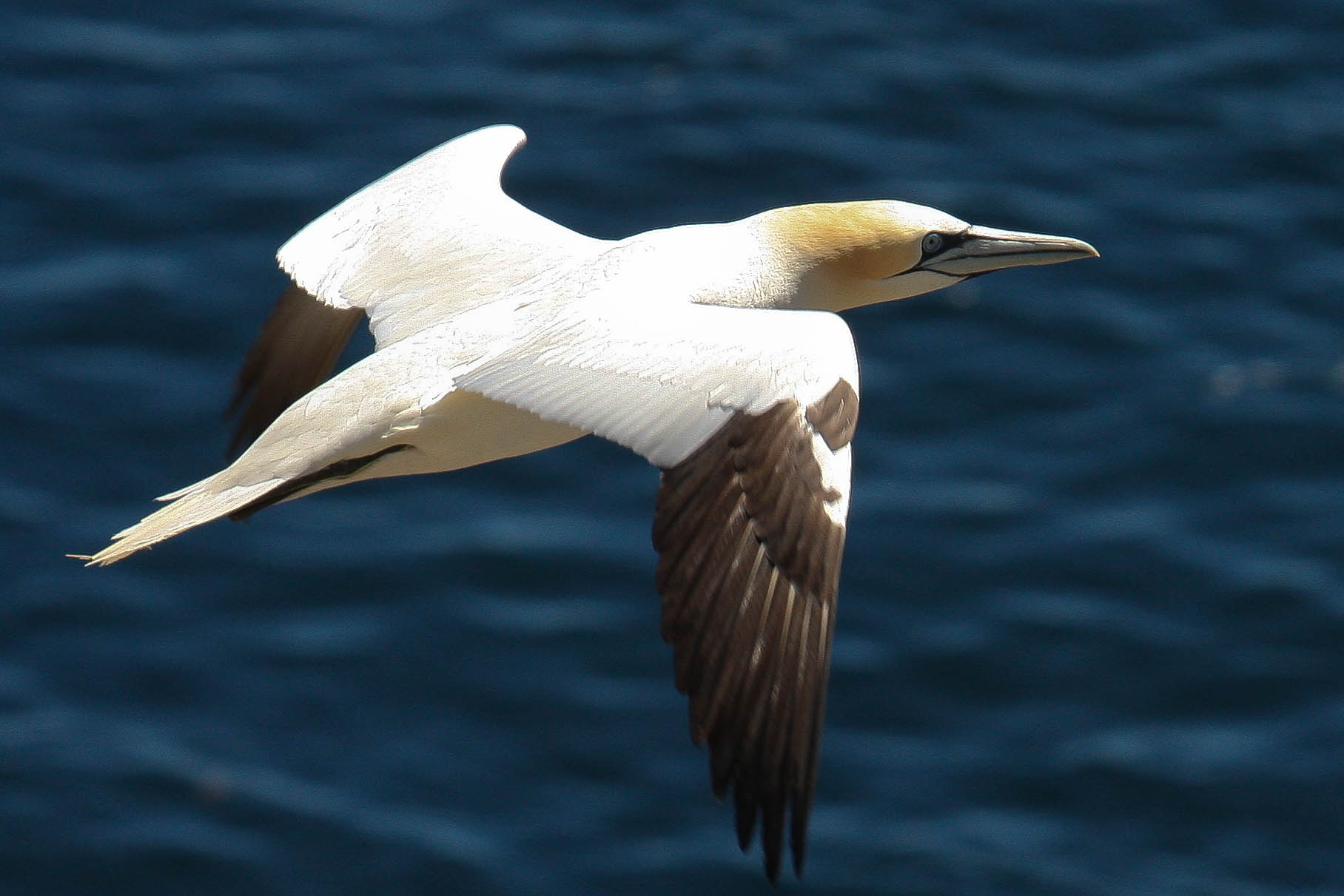 Pretty Northern gannet