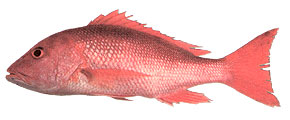 Pretty Northern red snapper