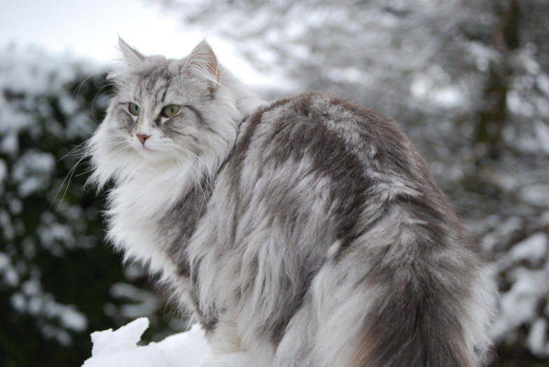 Nice Norwegian Forest Cat - Cat Breed