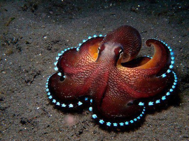 Nice Octopuses and squid