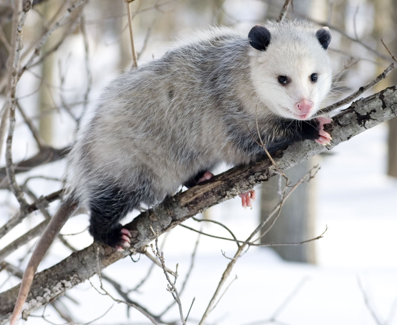 Cute Opossum