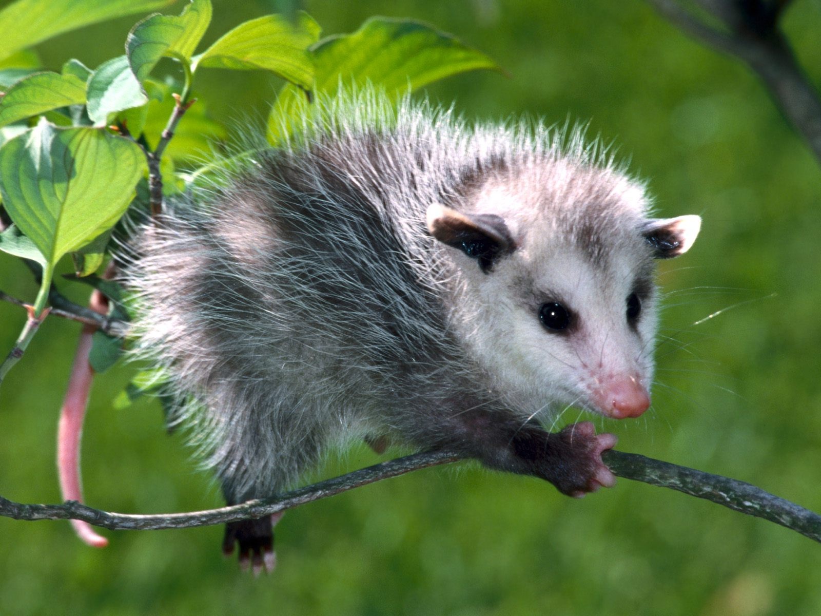 Wallpaper Opossum