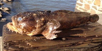 Pretty Oyster toadfish