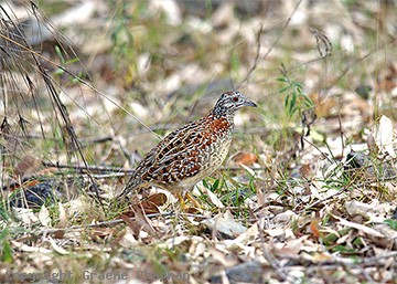 Pretty Painted buttonquail