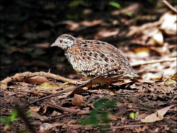 Pretty Painted buttonquail